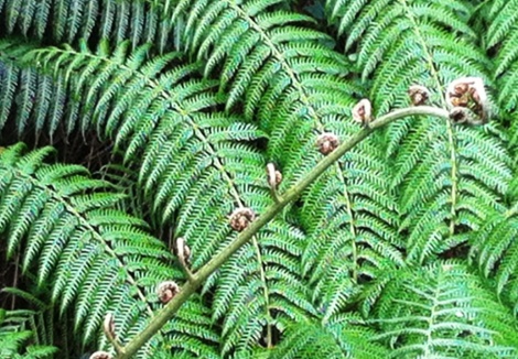 Fibonacci spirals in ferns