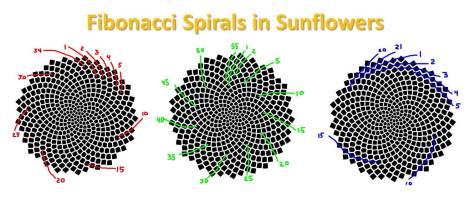 Fibonacci spirals in sunflowers
