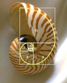 Fibonacci spiral shell