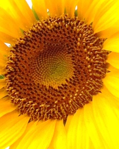 sunflower Fibonacci
